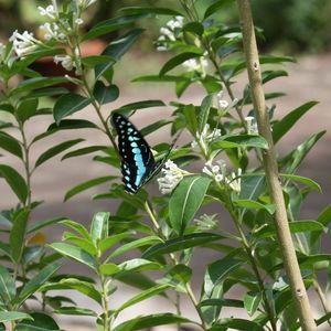 Meet your Posher, Hooria hooria